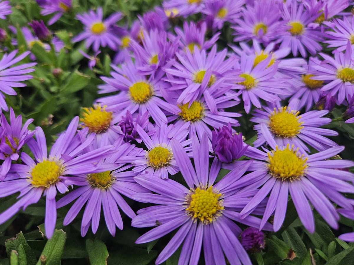 Aster nano 'Prof. Anton Kippenberg' in giardino