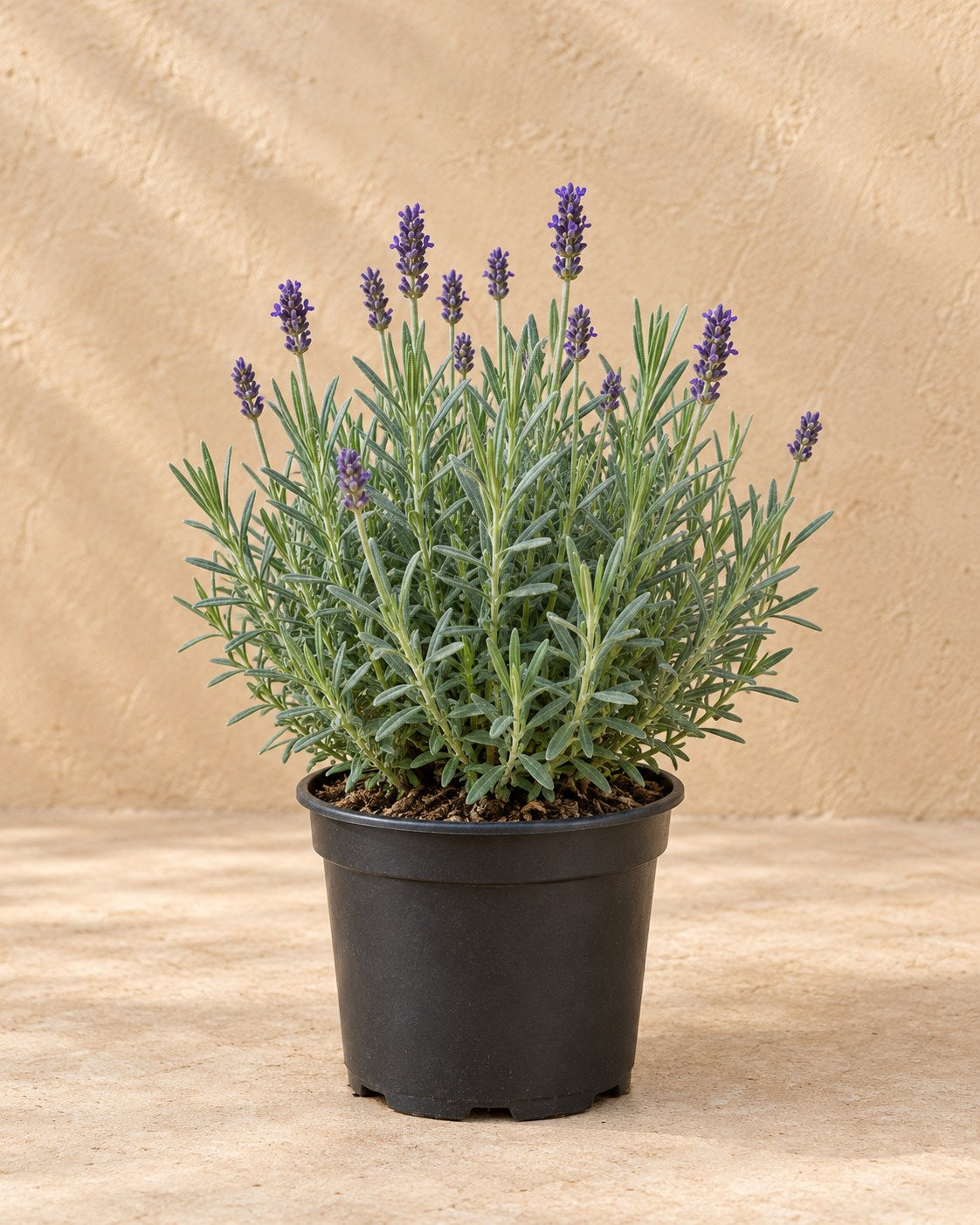 Lavendel 'Hidcote' in kweekpot