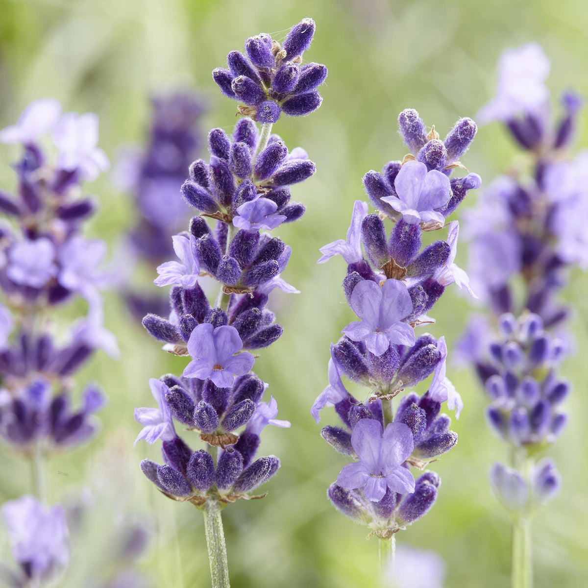 Lavendel 'Hidcote' i haven