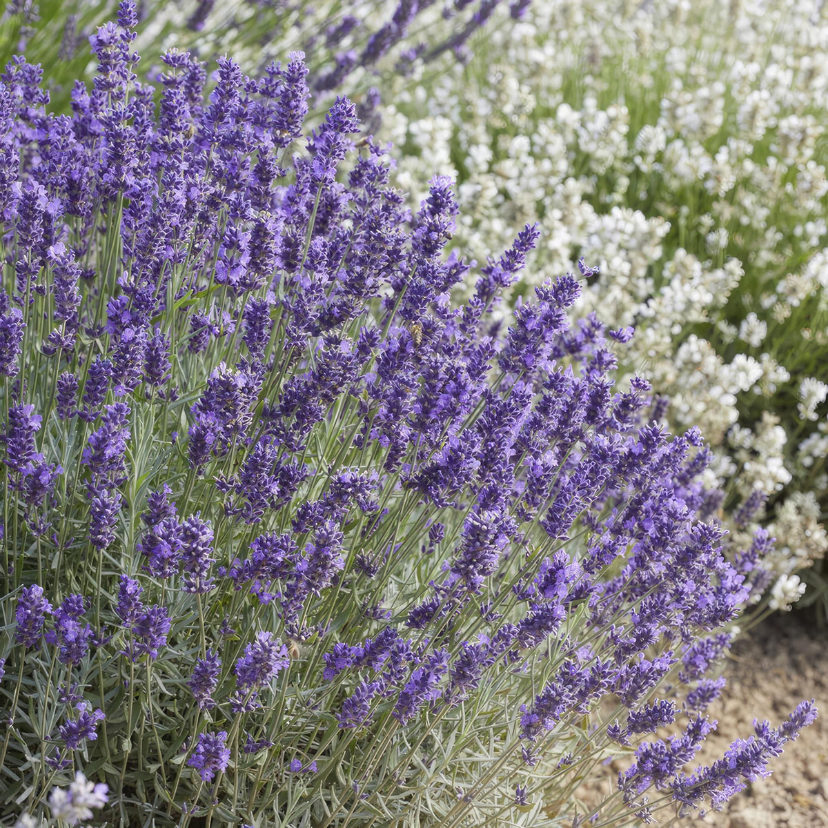 Lavendel 'Hidcote' i haven