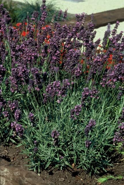 Ægte lavendel 'Munstead' i haven