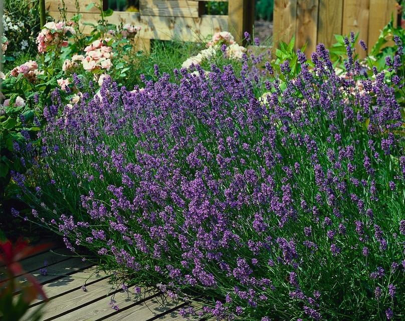 Ægte lavendel 'Munstead' i haven