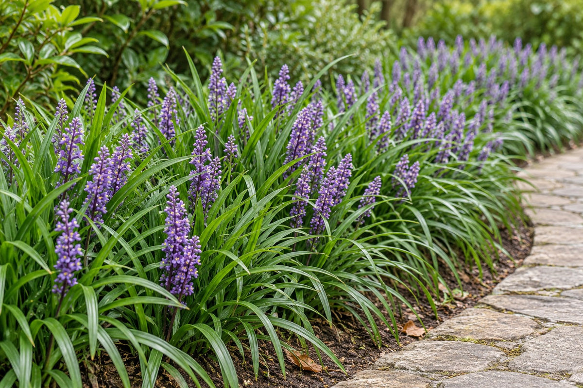 Liriope 'Big Blue' planterad i trädgården
