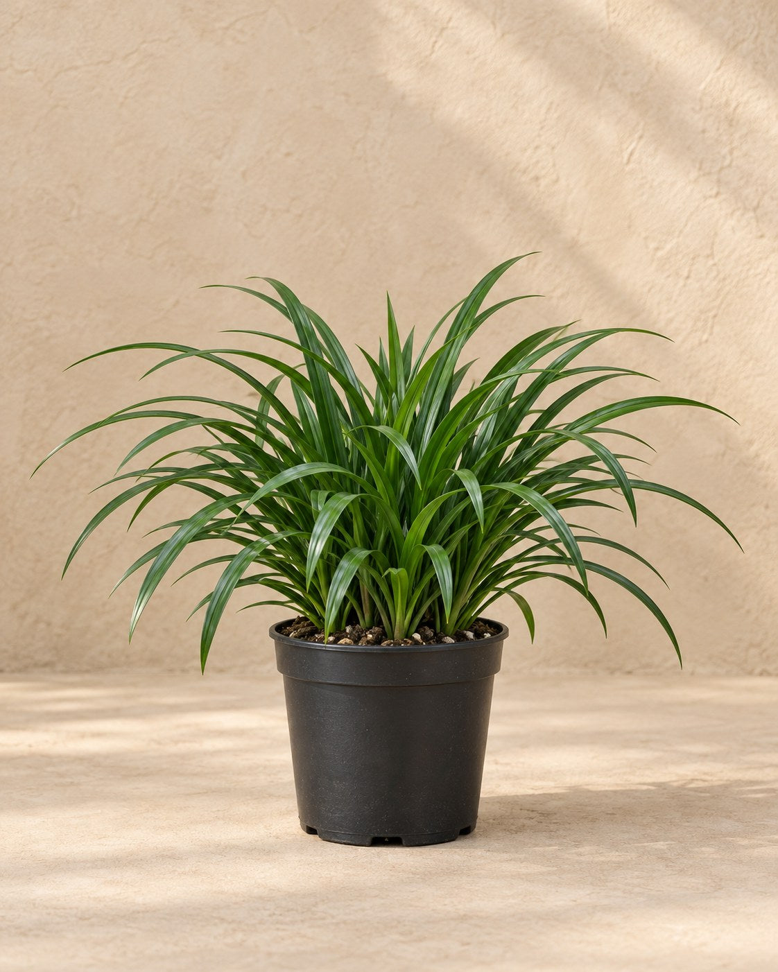 Liriope 'Big Blue' i odlingskruka