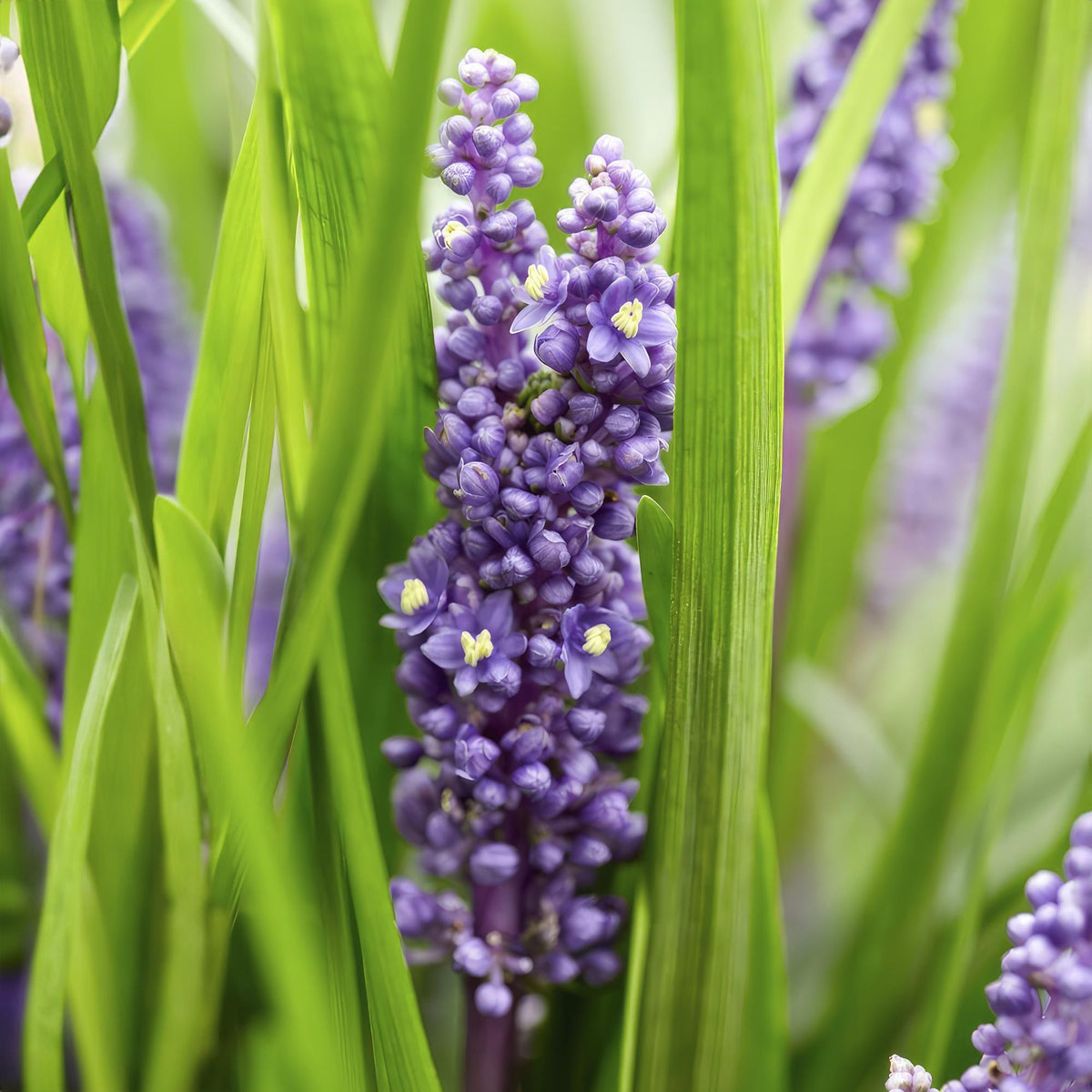 Liriope szafirkowata 'Big Blue' w ogrodzie