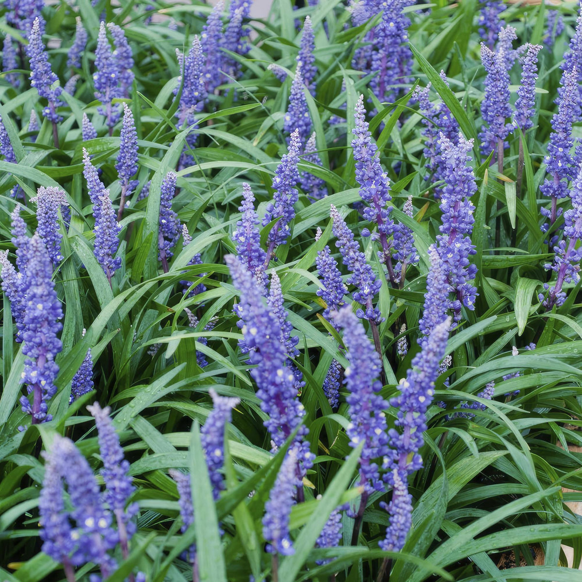 Liriope 'Big Blue' i trädgården