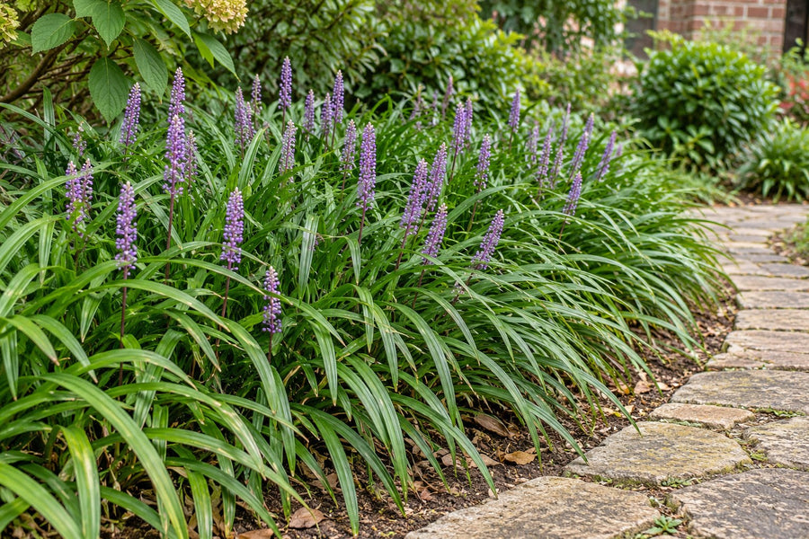 Liriope 'Ingwersen' (Liriope muscari)