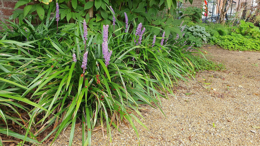 Liriope 'Ingwersen' (Liriope muscari)