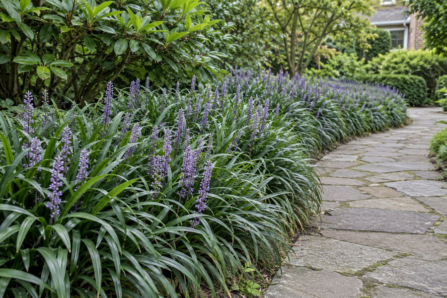 Lilientraube 'Moneymaker' (Liriope muscari)