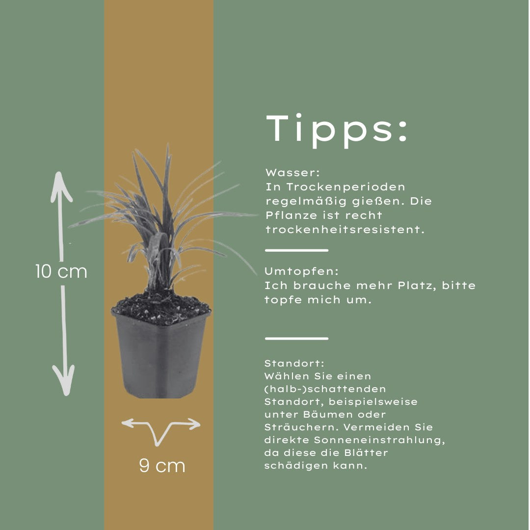 Liriope szafirkowata 'Moneymaker' w ogrodzie
