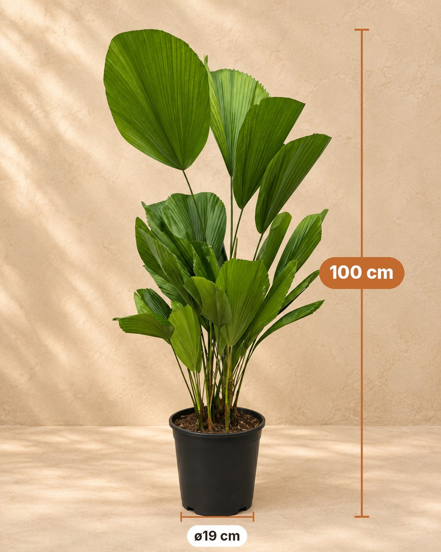 Licuala grandis 90 cm de haut, pot ø19 cm