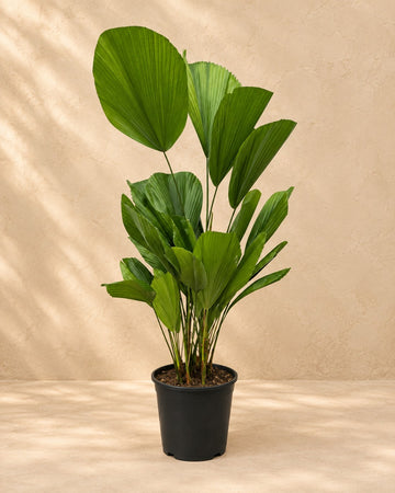 Licuala Grandis