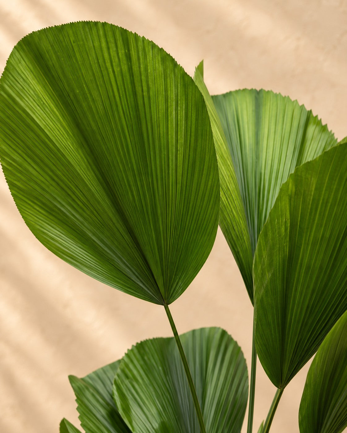 Gros plan sur les feuilles de Licuala grandis