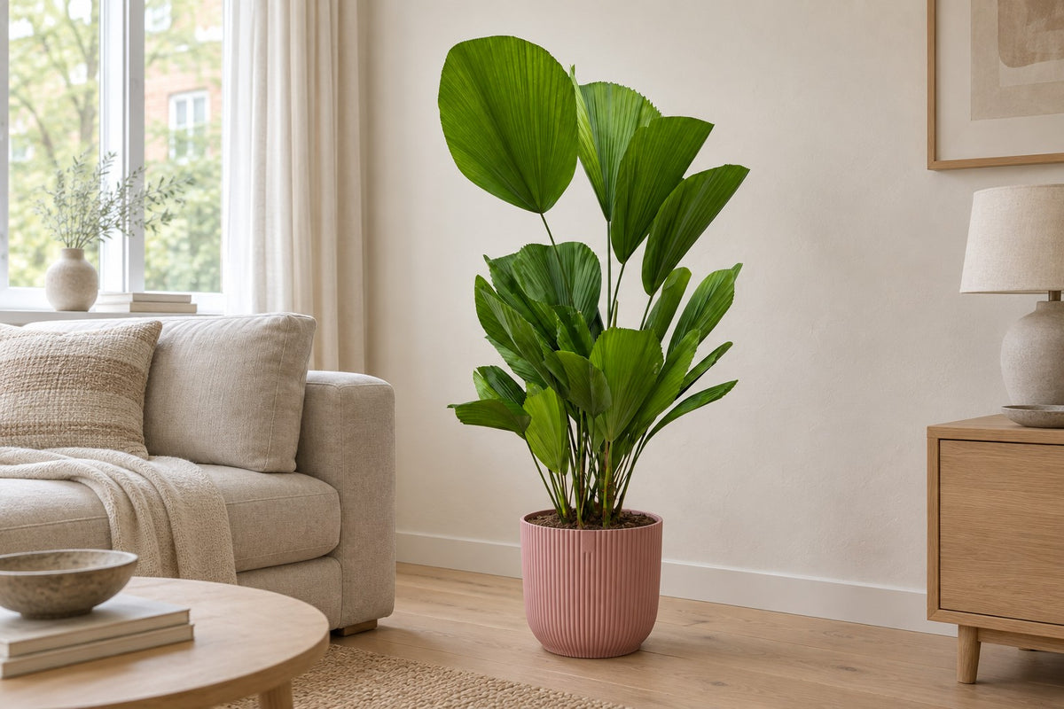 Licuala grandis, 100 cm, dans cache-pot elho Vibes Fold Round roze dans un salon lumineux