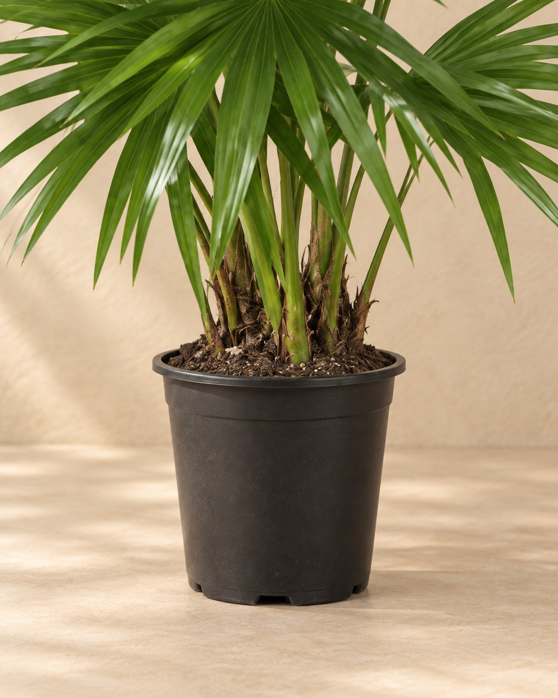 Nederste del af Livistona chinensis med dyrkningspotten