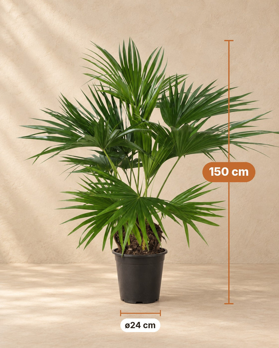 Livistona chinensis (viftepalme) 150 cm høj, potte ø24 cm