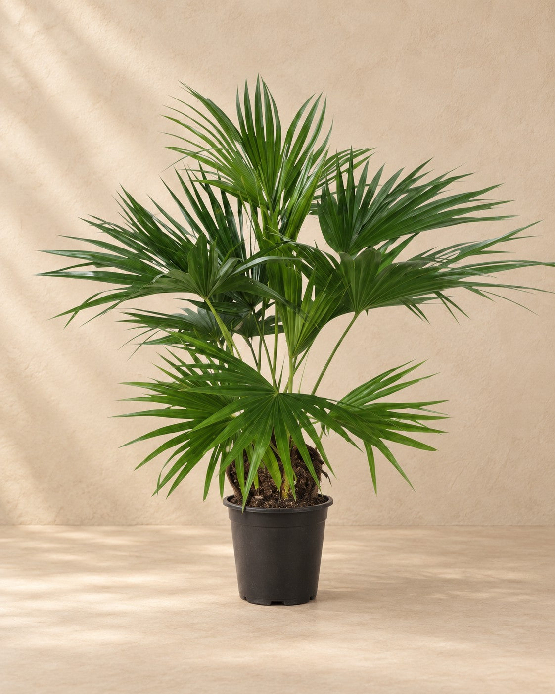 Livistona chinensis van 150 cm hoog in kweekpot van 24 cm