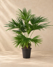 Livistona chinensis, 150 cm høj i en 24 cm dyrkningspotte