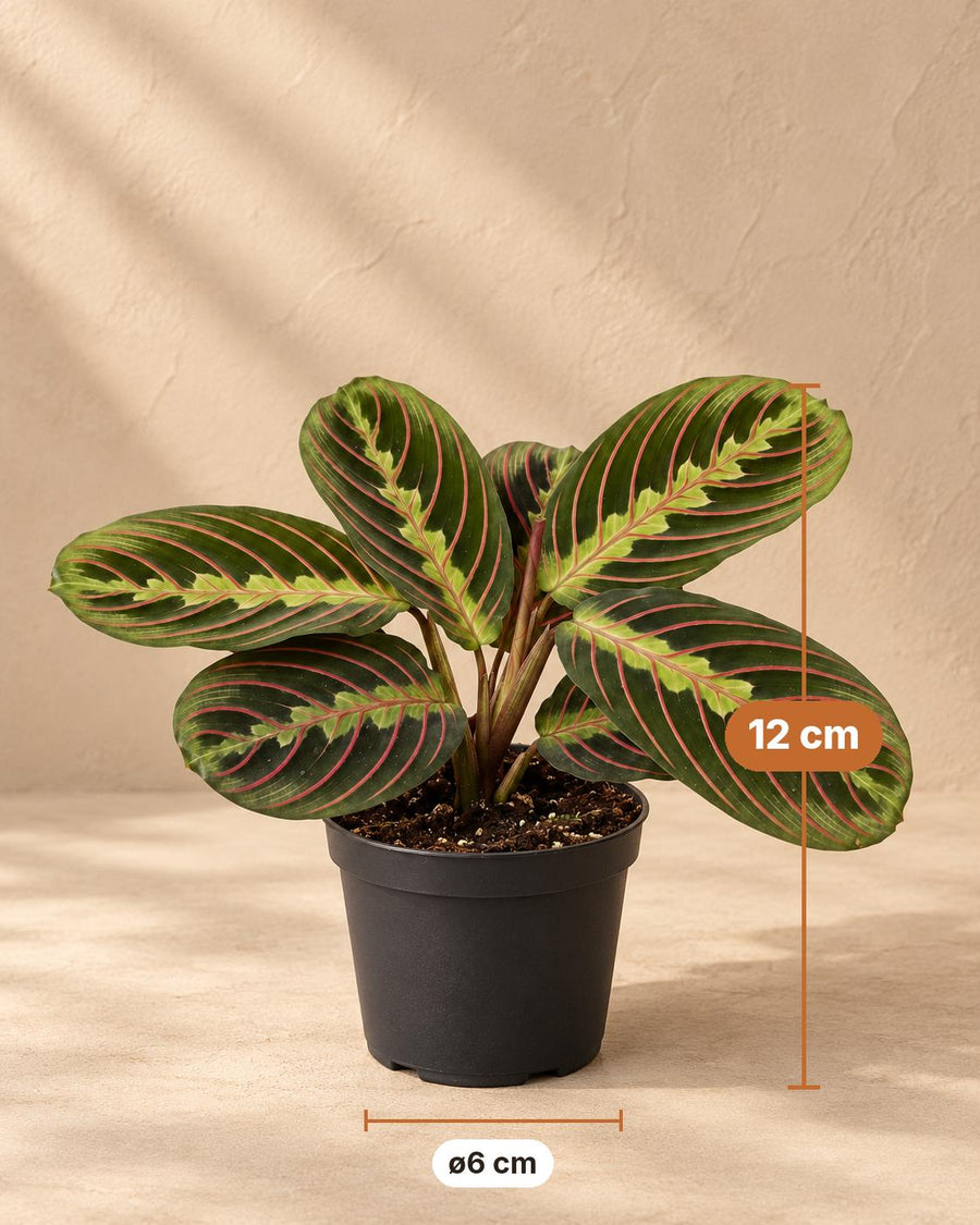 Gebedsplant (Maranta leuconeura 'Fascinator Tricolor') 12 cm hoog, pot ø6 cm