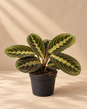 Gebedsplant (Maranta leuconeura 'Fascinator Tricolor')