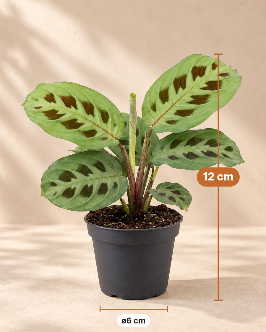 Gebedsplant (Maranta leuconeura 'Kerchoveana') 12 cm hoog, pot ø6 cm