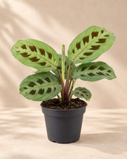 Gebedsplant (Maranta leuconeura 'Kerchoveana')