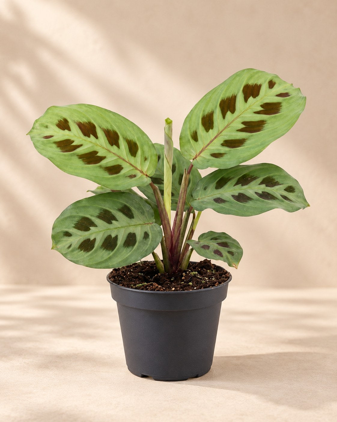 Gebedsplant (Maranta leuconeura 'Kerchoveana')