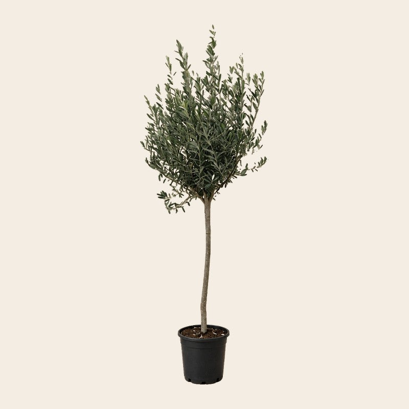 Balkon- en terrasplanten