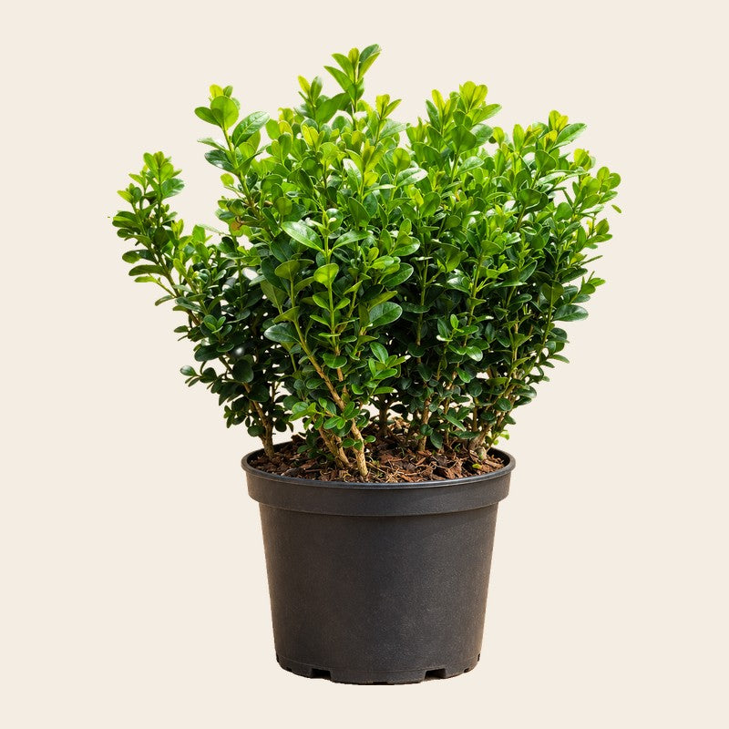 Haagplanten