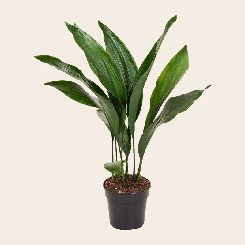 Planten voor een donkere hoek