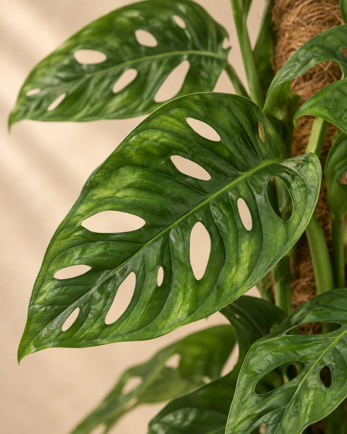 Close-up of the leaves of the Monkey Mask Monstera adansonii moss pole green low maintenance 1 plant pot height