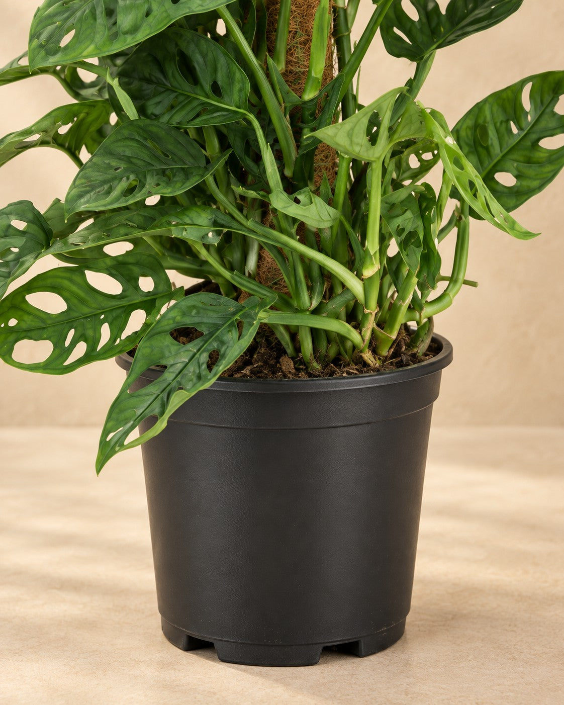 Lower part of the Monkey Mask Monstera adansonii moss pole green low maintenance 1 plant pot height with its nursery pot