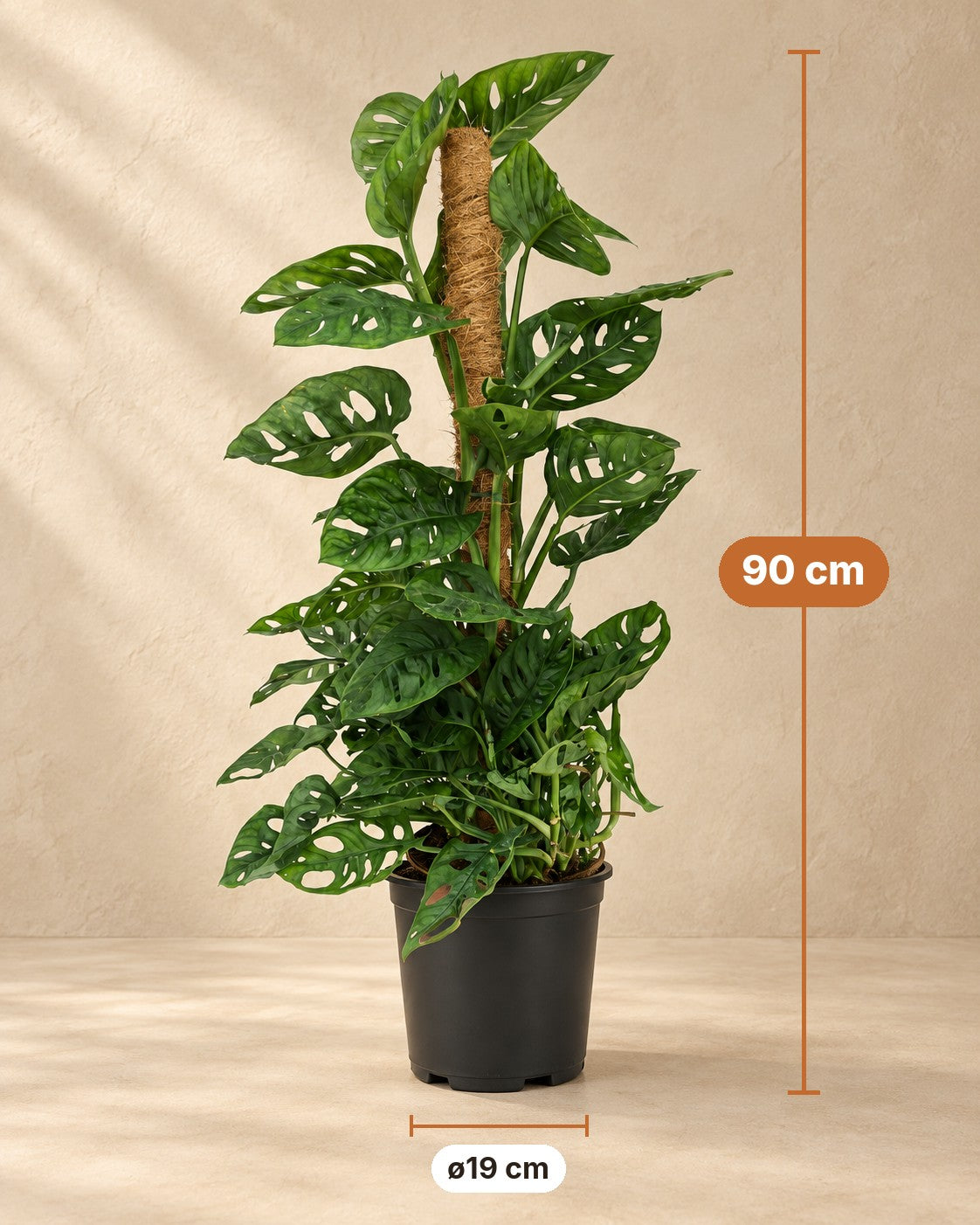 Dimensions of the Monkey Mask Monstera adansonii moss pole green low maintenance 1 plant pot height: 90 cm tall, pot ø19 cm