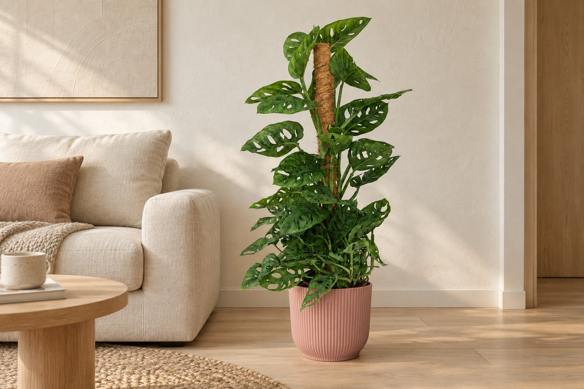 Monkey Mask Monstera adansonii moss pole green low maintenance 1 plant pot height, 90 cm, in planter elho Vibes Fold Round roze in a bright living room