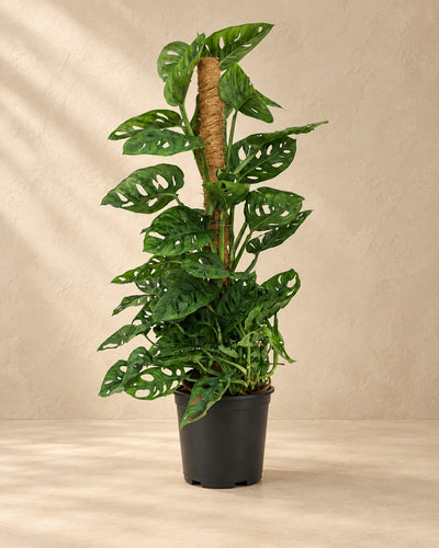 Monkey Mask Monstera adansonii moss pole green low maintenance 1 plant pot height, 90 cm tall in a 19 cm nursery pot