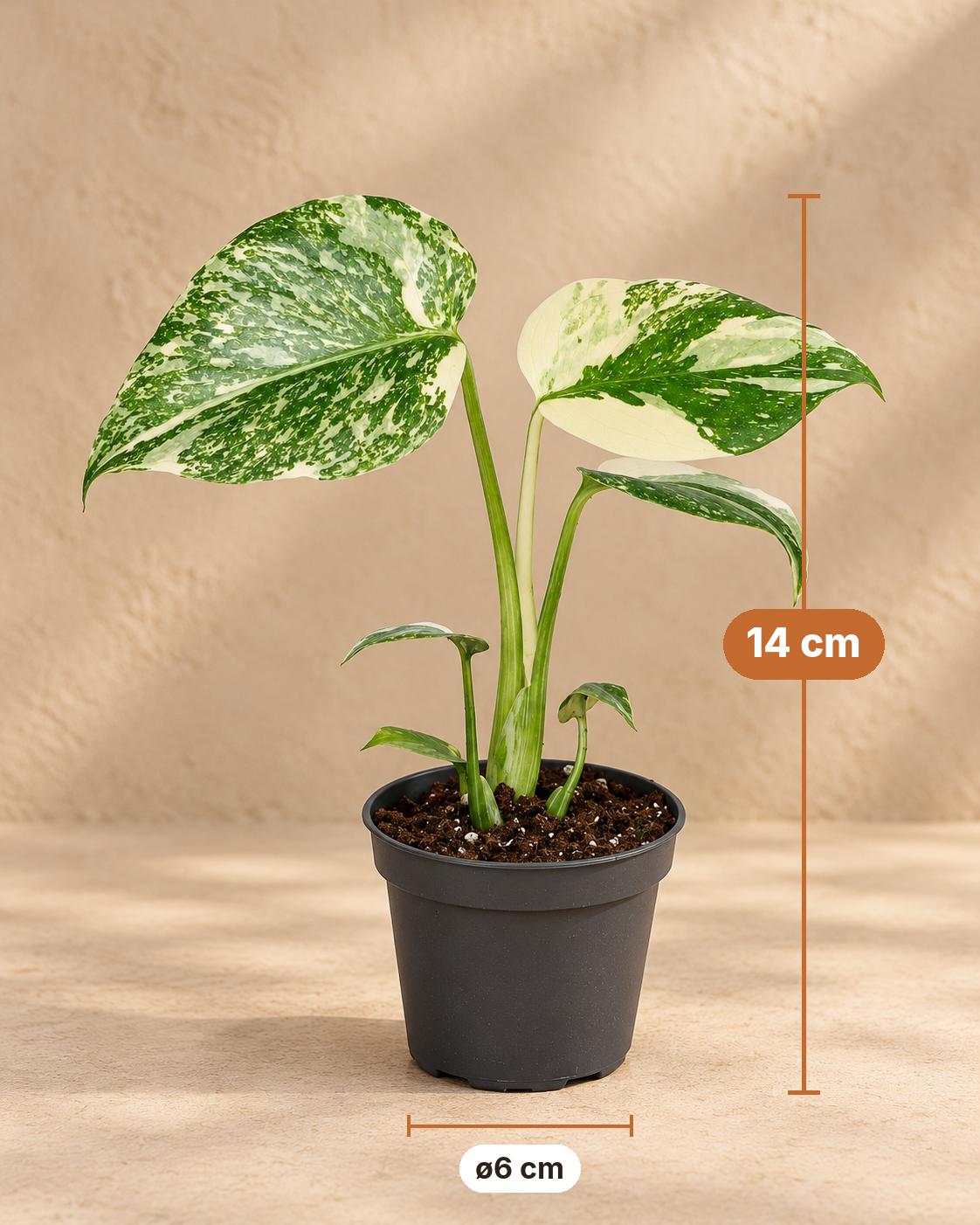 Monstera 14 cm høj, potte ø6 cm