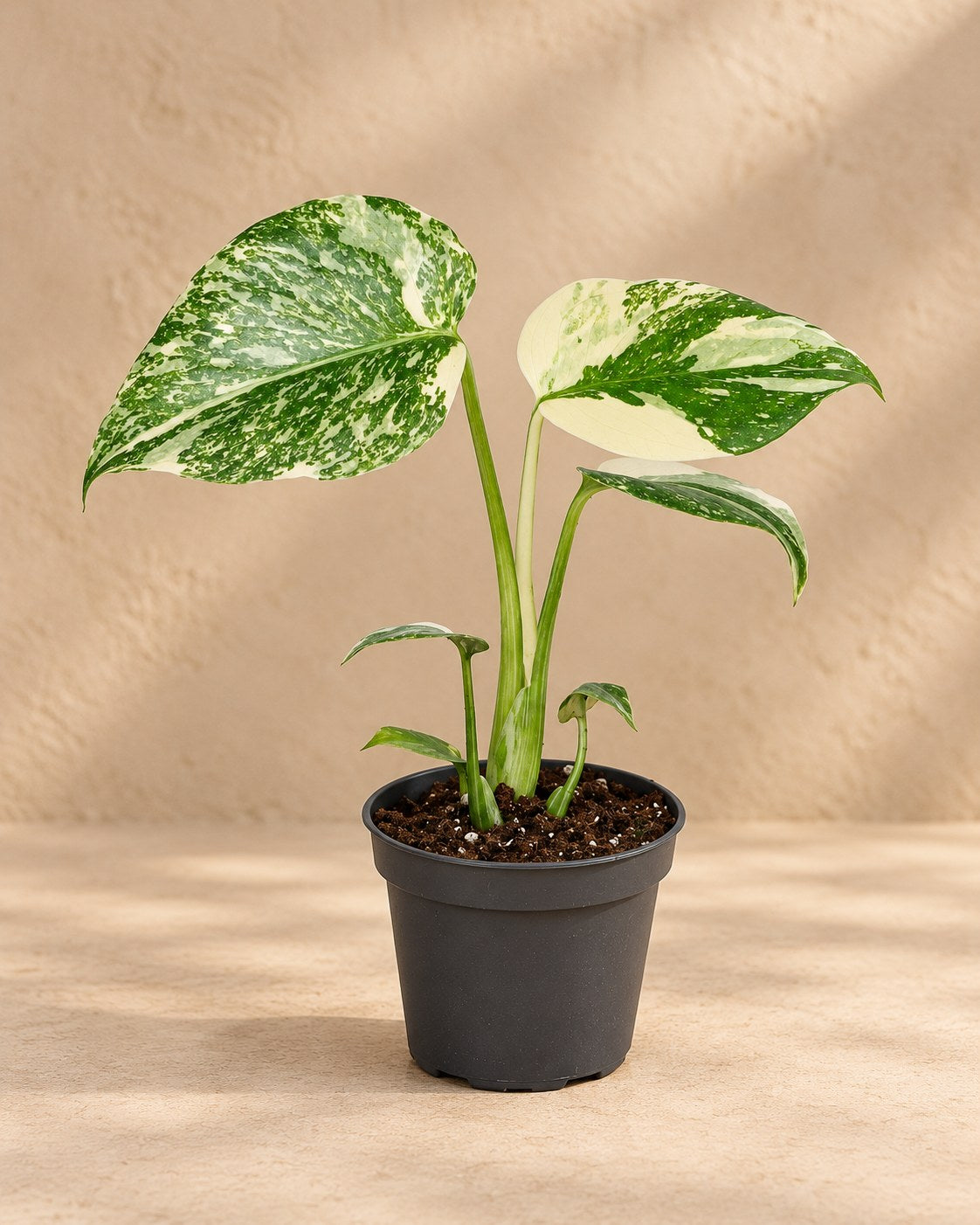 Monstera 14 cm høj, potte ø6 cm