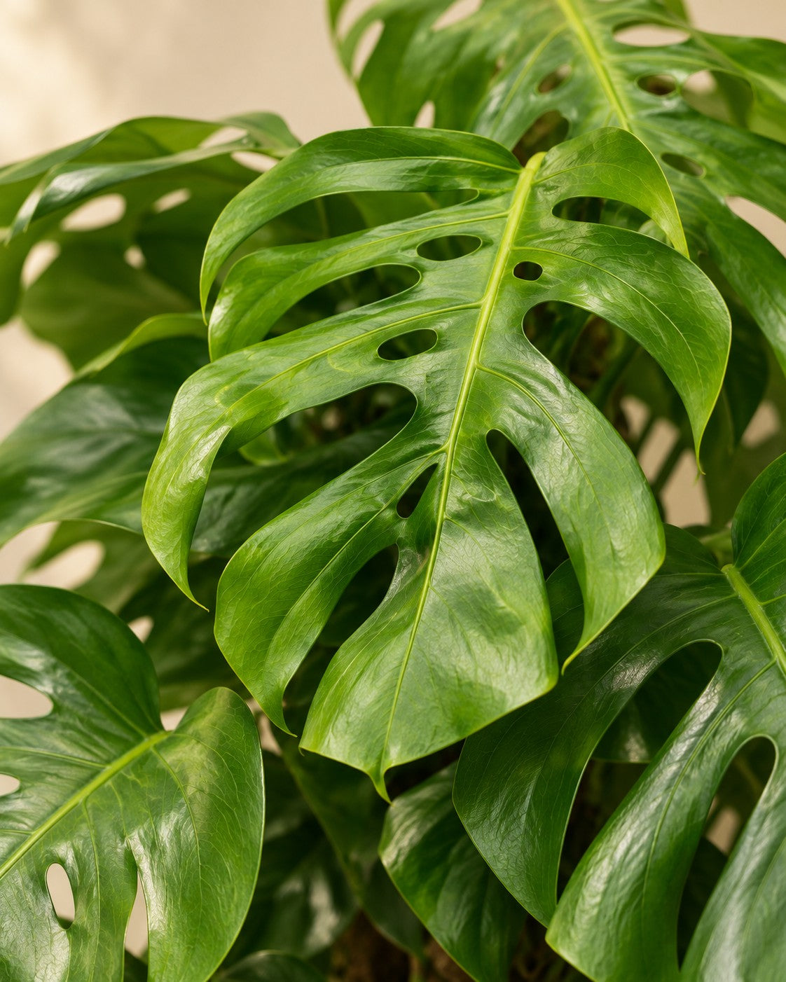Nahaufnahme der Blätter der Monstera deliciosa