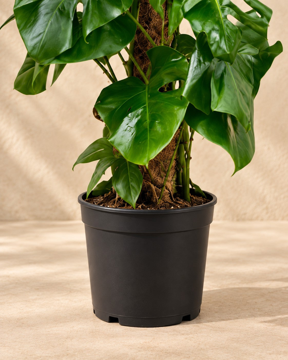 Unterer Teil der Monstera deliciosa mit dem Anzuchttopf