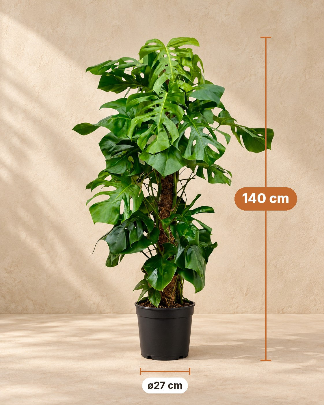 Maße Monstera deliciosa: 140 cm hoch, Topf ø27 cm