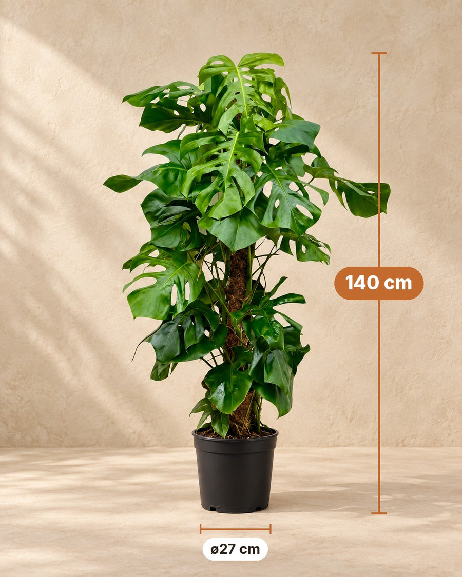 Monstera deliciosa (Fensterblatt) 140 cm hoch, Topf ø27 cm