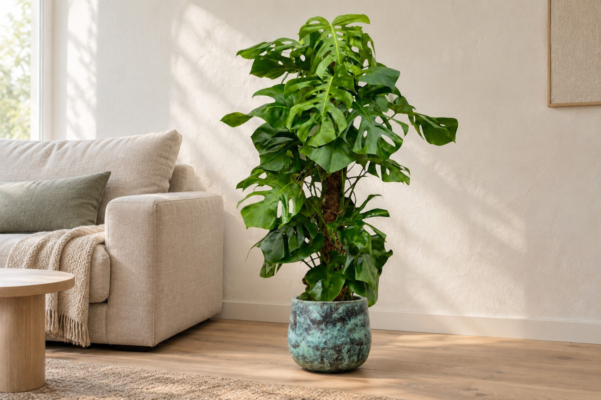 Monstera deliciosa, 140 cm, in Übertopf Elisa Mystic Green in einem hellen Wohnzimmer