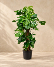 Monstera deliciosa, 140 cm hoch im Anzuchttopf von 27 cm