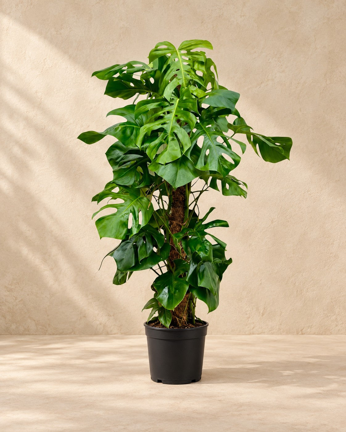 Monstera deliciosa, 140 cm hoch im Anzuchttopf von 27 cm