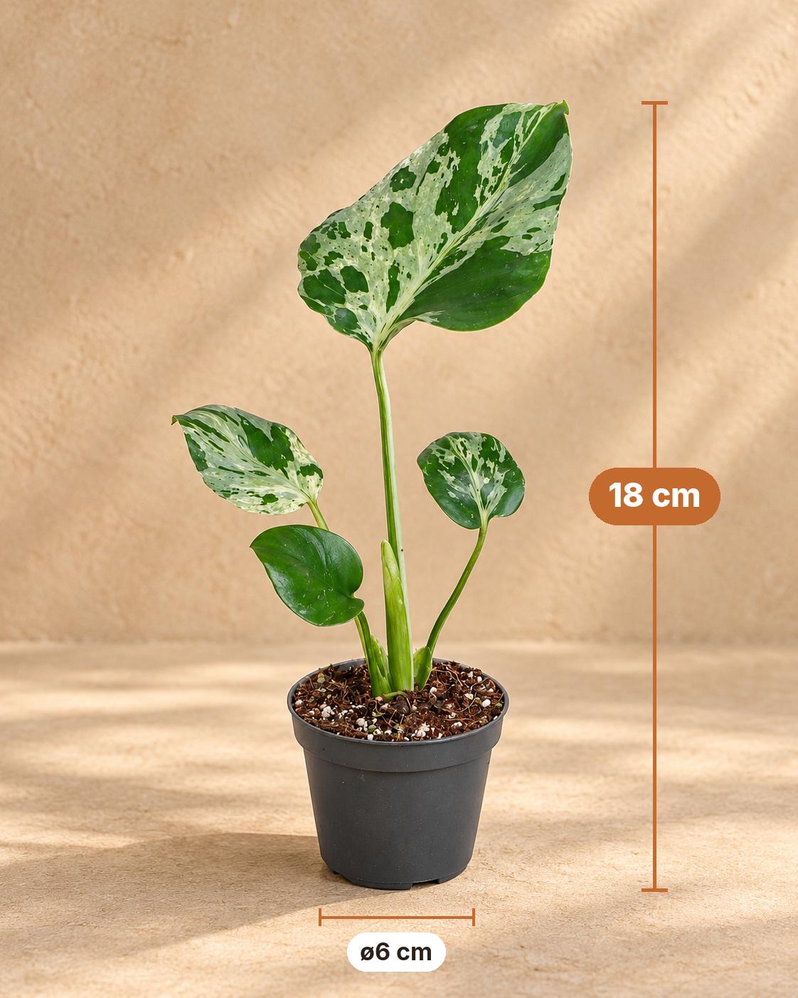 Monstera 18 cm høj, potte ø6 cm