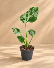 Monstera 18 cm høj, potte ø6 cm