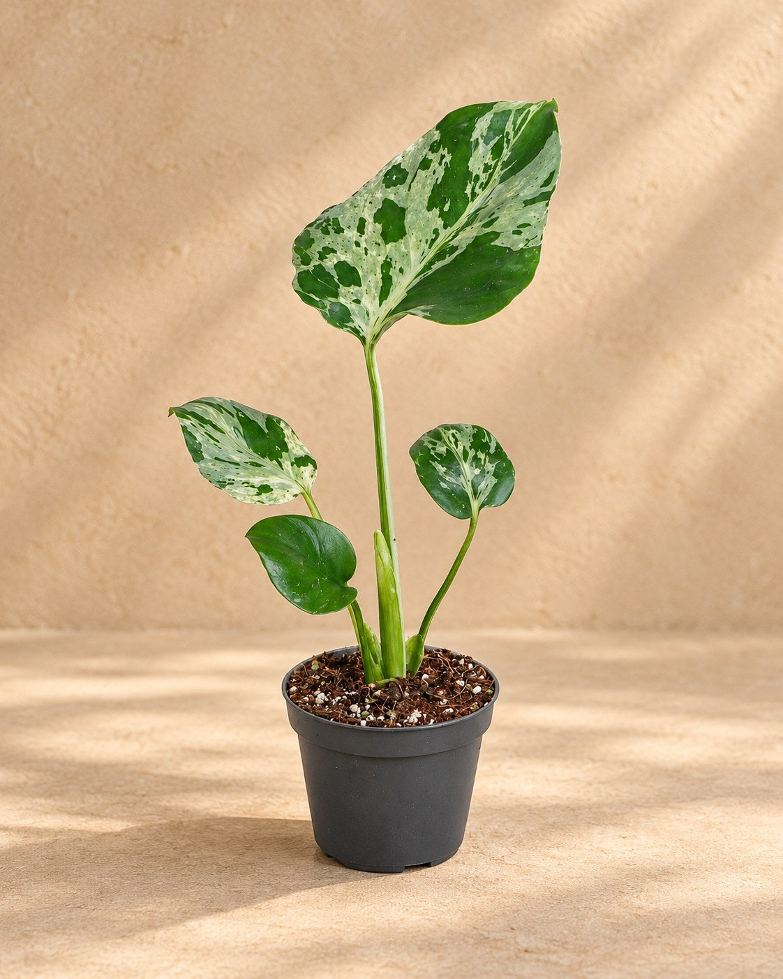 Monstera 18 cm høj, potte ø6 cm