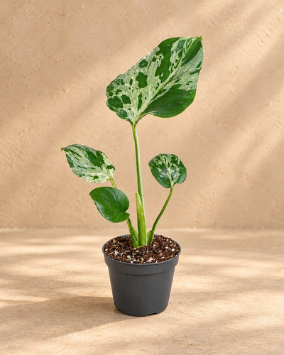 Monstera 18 cm høj, potte ø6 cm