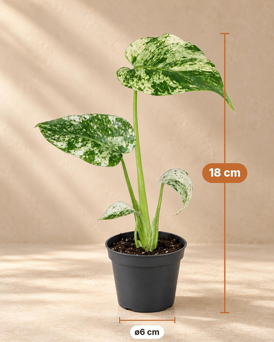 Broget fingerfilodendron (Monstera deliciosa 'Mint Variegated') 18 cm høj, potte ø6 cm