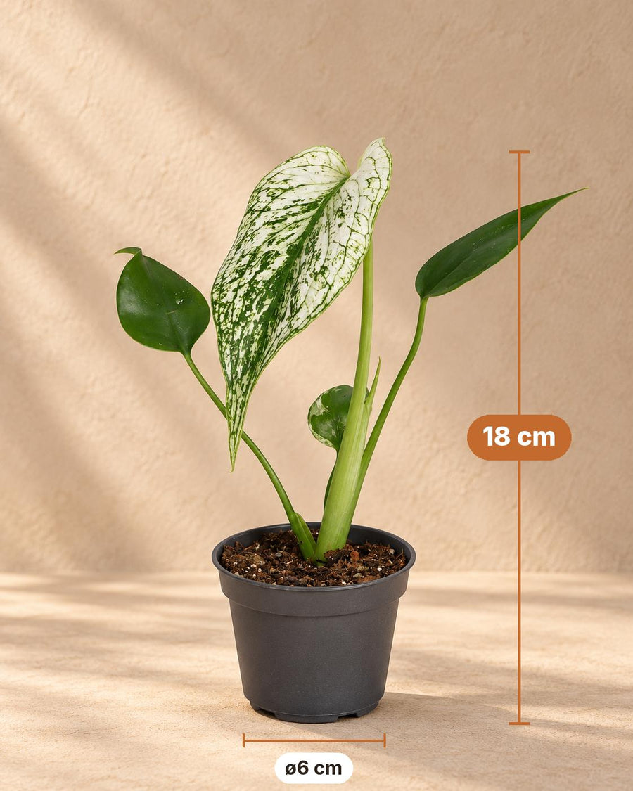 Monstera 'Devil Monster' 18 cm hoog, pot ø6 cm